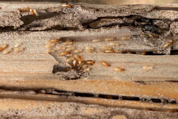 Best Pest Removal Services  in Captain Cook, HI
